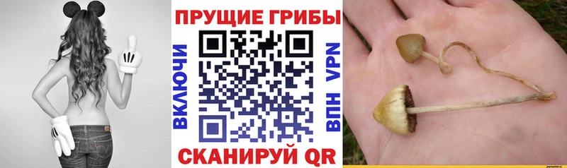 Галлюциногенные грибы мицелий  дарнет шоп  Шумерля 